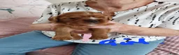 Cavalier King Charles Spaniel dogs for sale: 8  100% pure cavalier king charles spaniel  - Advert 2