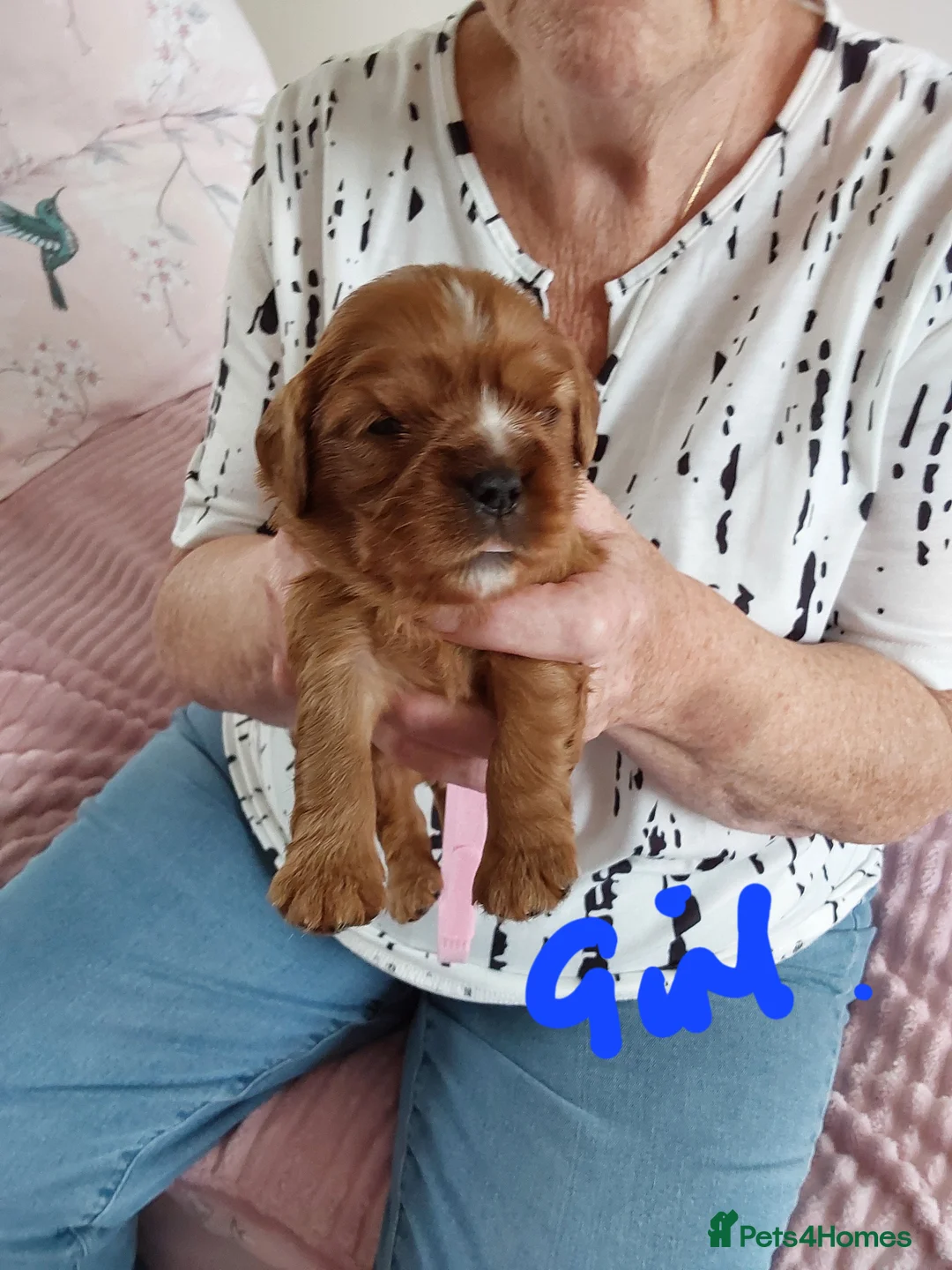 Cavalier King Charles Spaniel dogs for sale: 8  100% pure cavalier king charles spaniel  - Advert 2