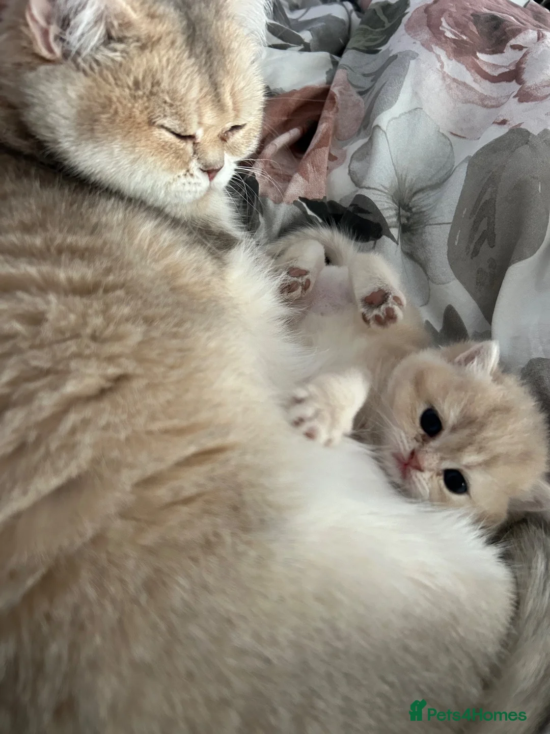 British Shorthair cats for sale: Blue Golden BSH female  in Liverpool - Advert 1