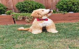 Labrador Retriever dogs for stud: Hip0/0 Elbow 0/0 Australian Labradoodle  - Advert 16