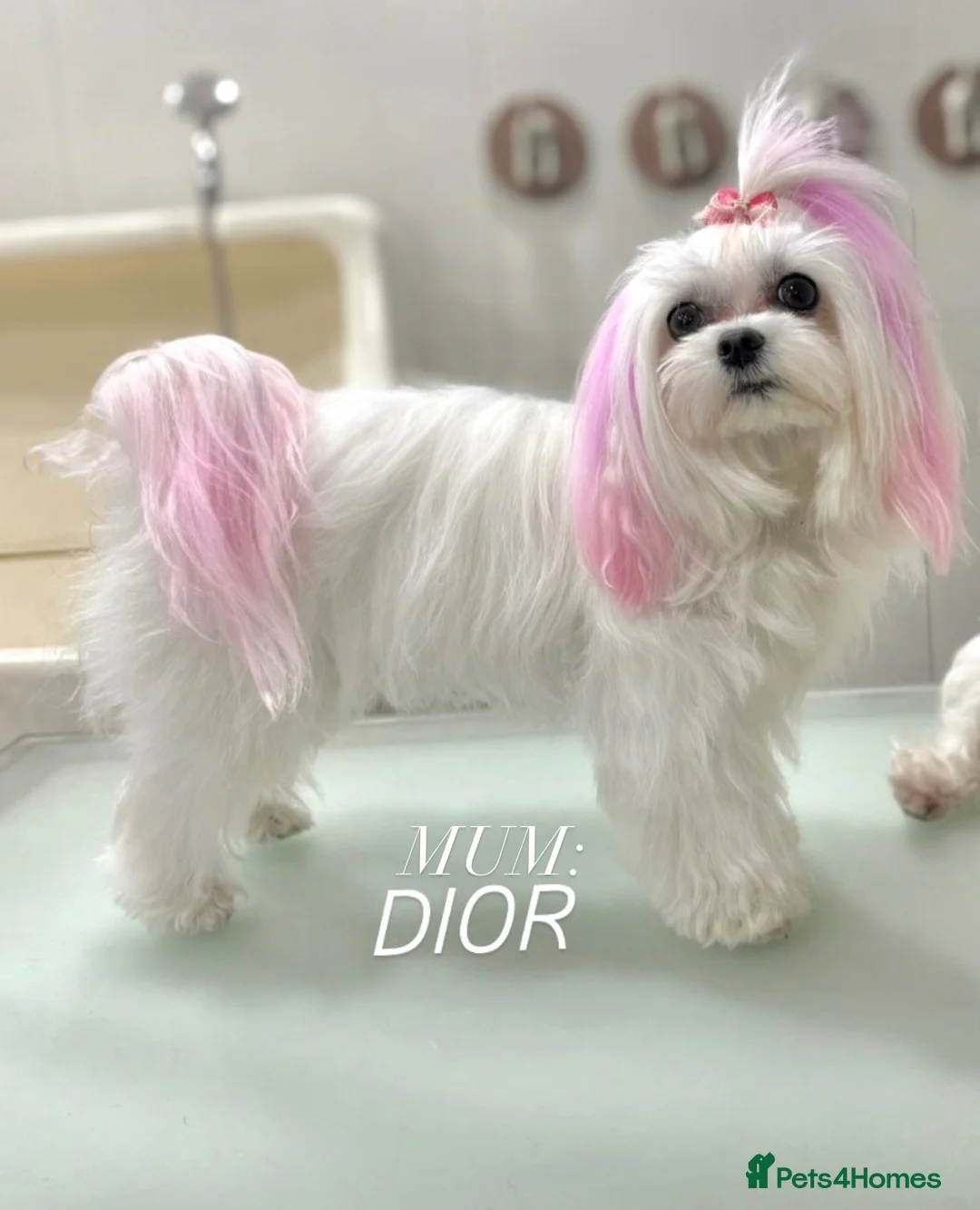 Maltese dogs for sale: KC KOREAN RARE CHAMPION MALTESE PUPS*WAITING LIST* - Advert 1