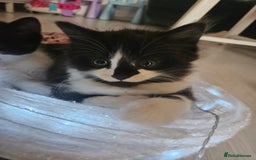 Mixed Breed birds for sale: Adorable kittens looking for forever home  - Image 12