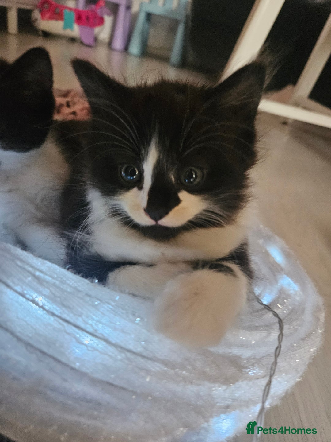 Mixed Breed birds for sale: Adorable kittens looking for forever home  - Image 12