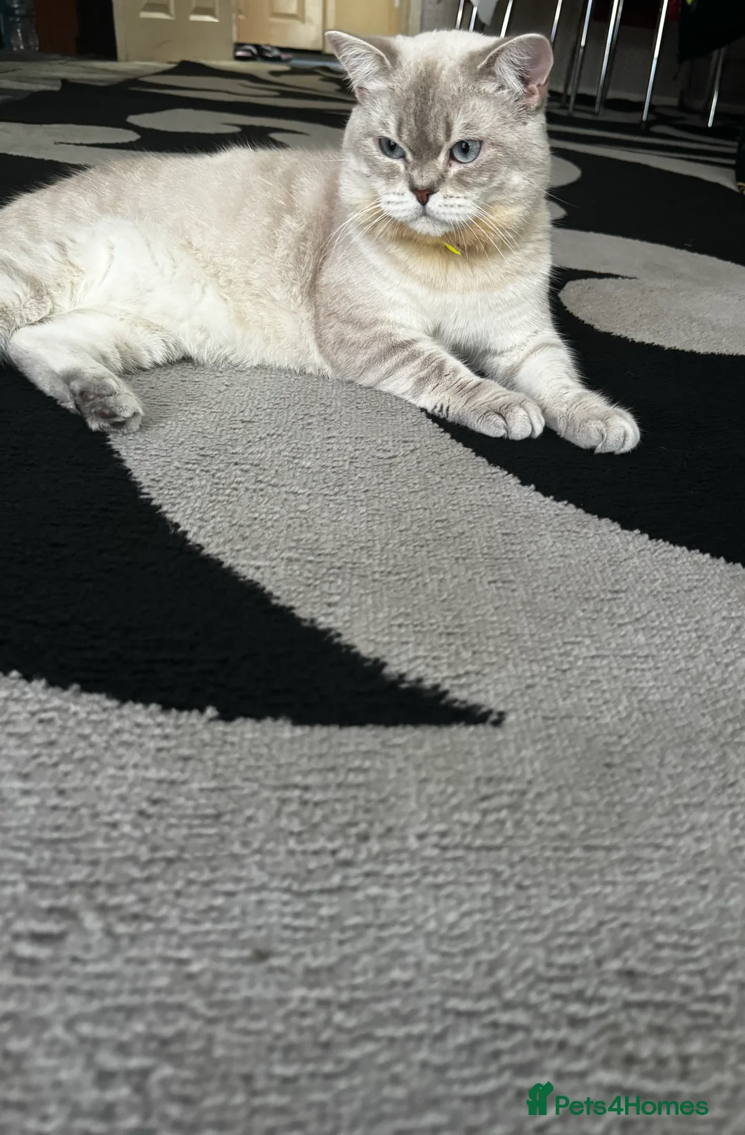 Scottish Fold cats for stud: Lovely Scottish Straight boy for stud in Milton Keynes - Advert 3