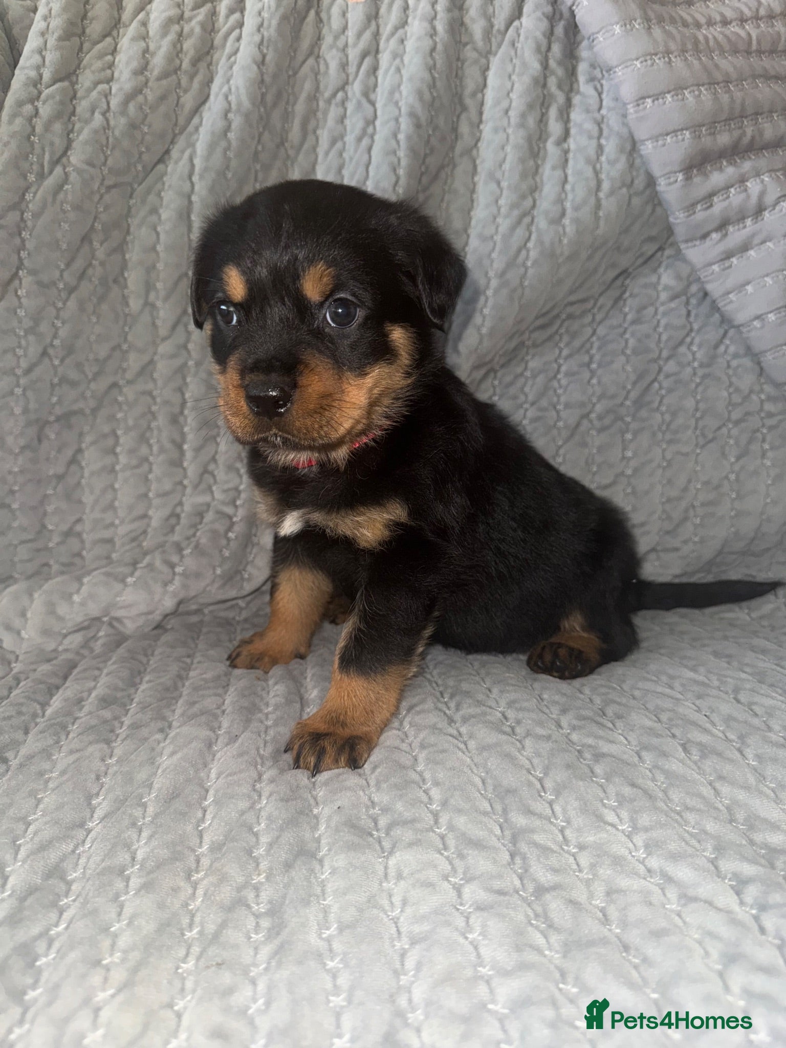 Rottweiler dogs *LAST BOY*✨✨Beautiful Chunky Rottweiler Puppies✨✨ - Advert 1