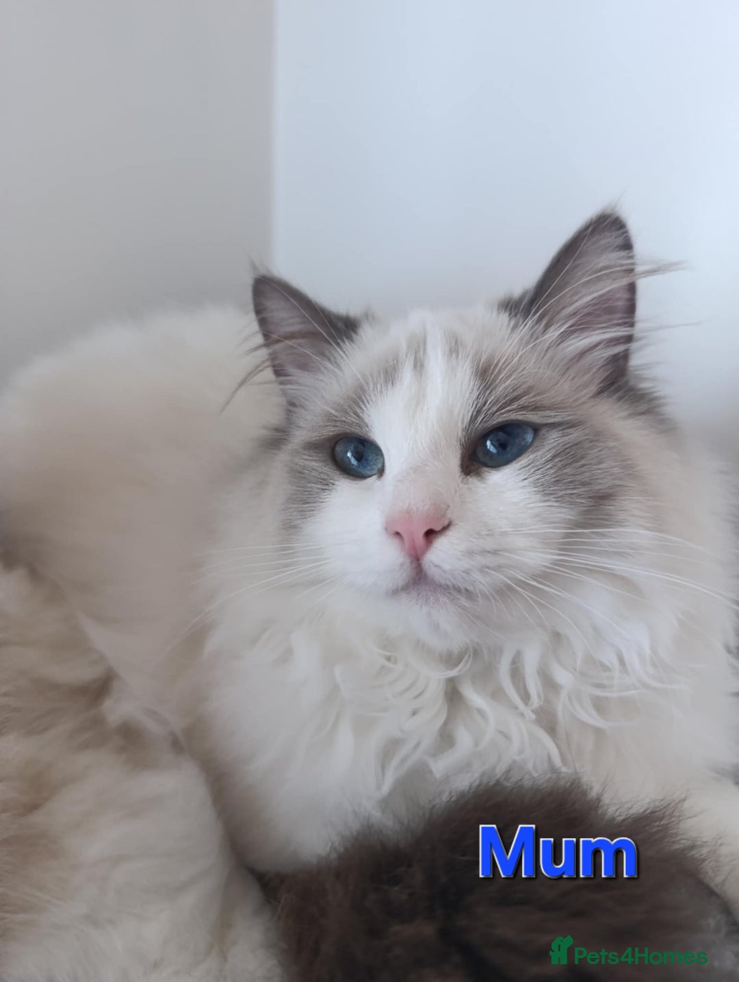 Ragdoll cats for sale: GCCF registered ragdoll kittens  - Advert 3