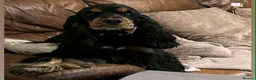 Cocker Spaniel dogs for sale: serbia line quality show cocker pups - Advert 2