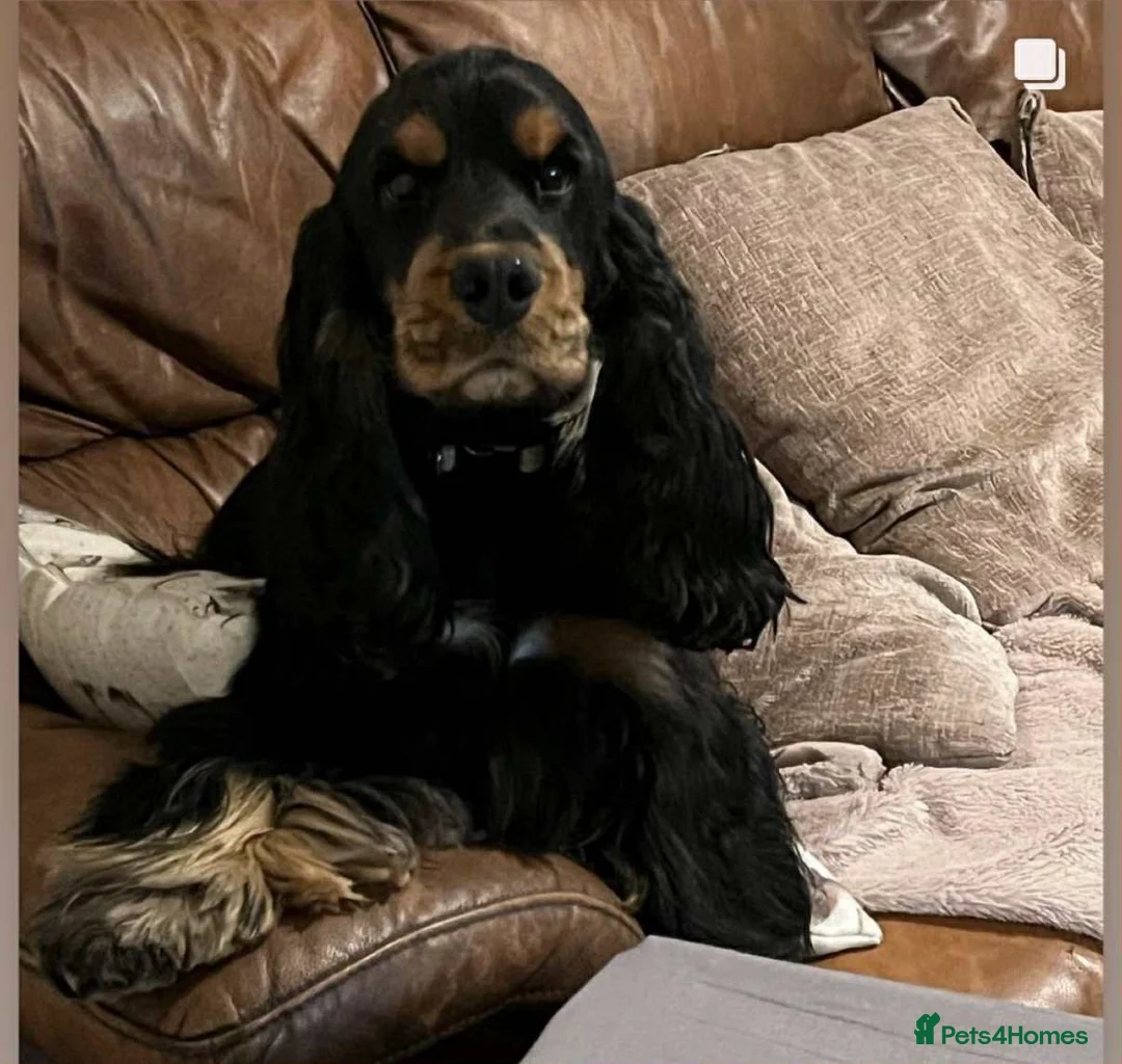 Cocker Spaniel dogs for sale: serbia line quality show cocker pups - Advert 2