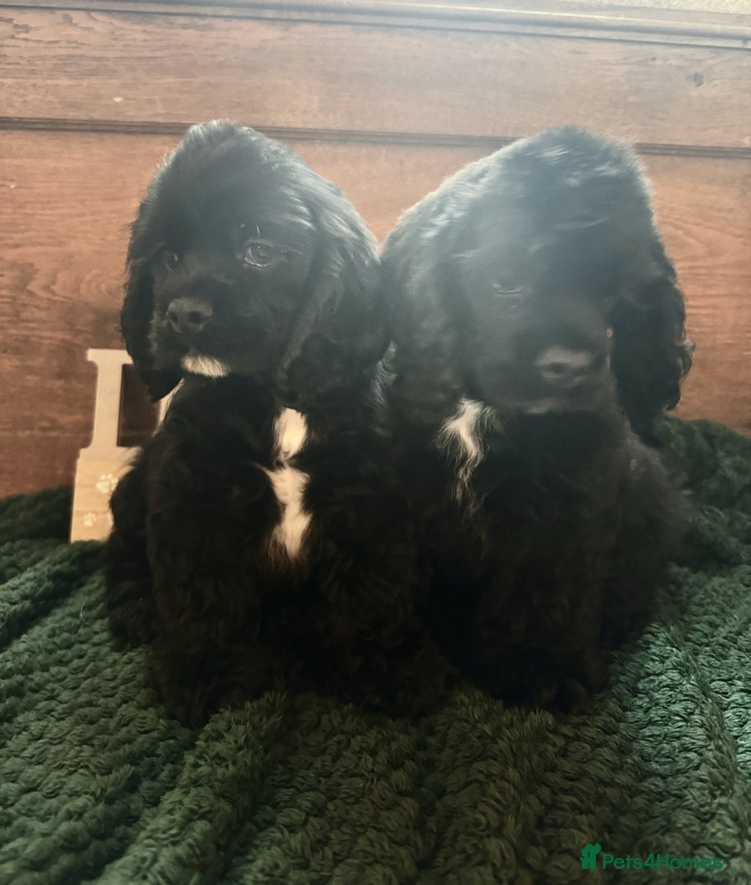 American Cocker Spaniel dogs for sale: Stunning KC American Cocker Spaniel  - Advert 4