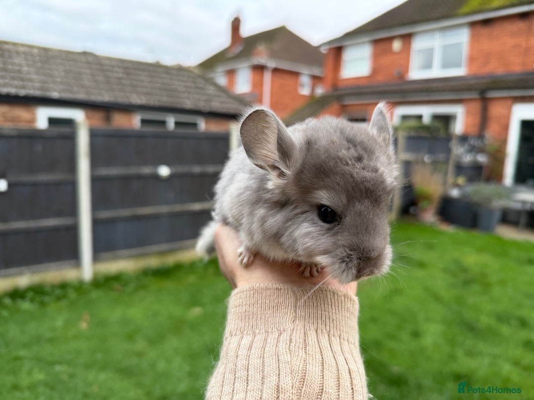 Chinchilla rodents for sale: Males and female chinchillas.  - Advert 8