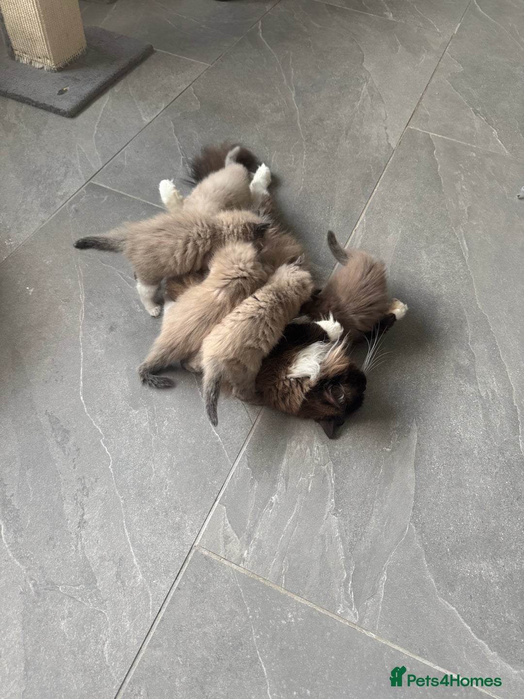 Ragdoll cats for sale: Stunning Female Seal Mink Ragdoll Kitten  - Image 18