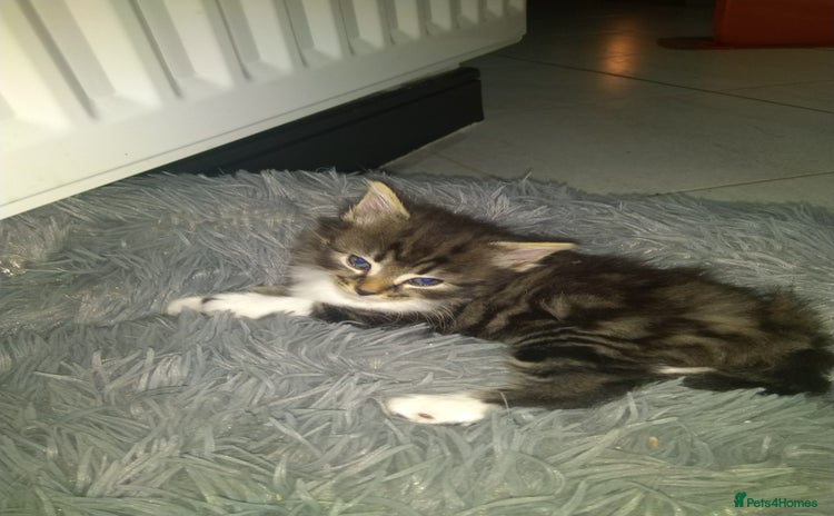 Norwegian Forest Cat cats - Advert 7