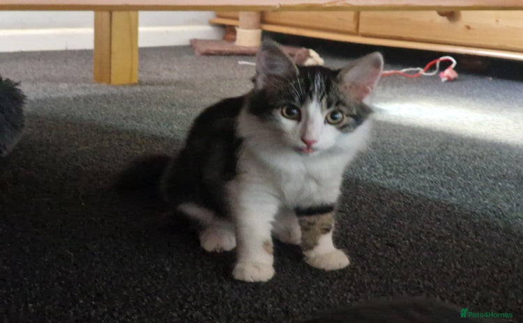 Domestic Shorthair cats - Advert 10