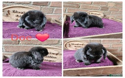 Mini Lop rabbits for sale: READY NOW Gorgeous pure breed mini lops  - Image 2