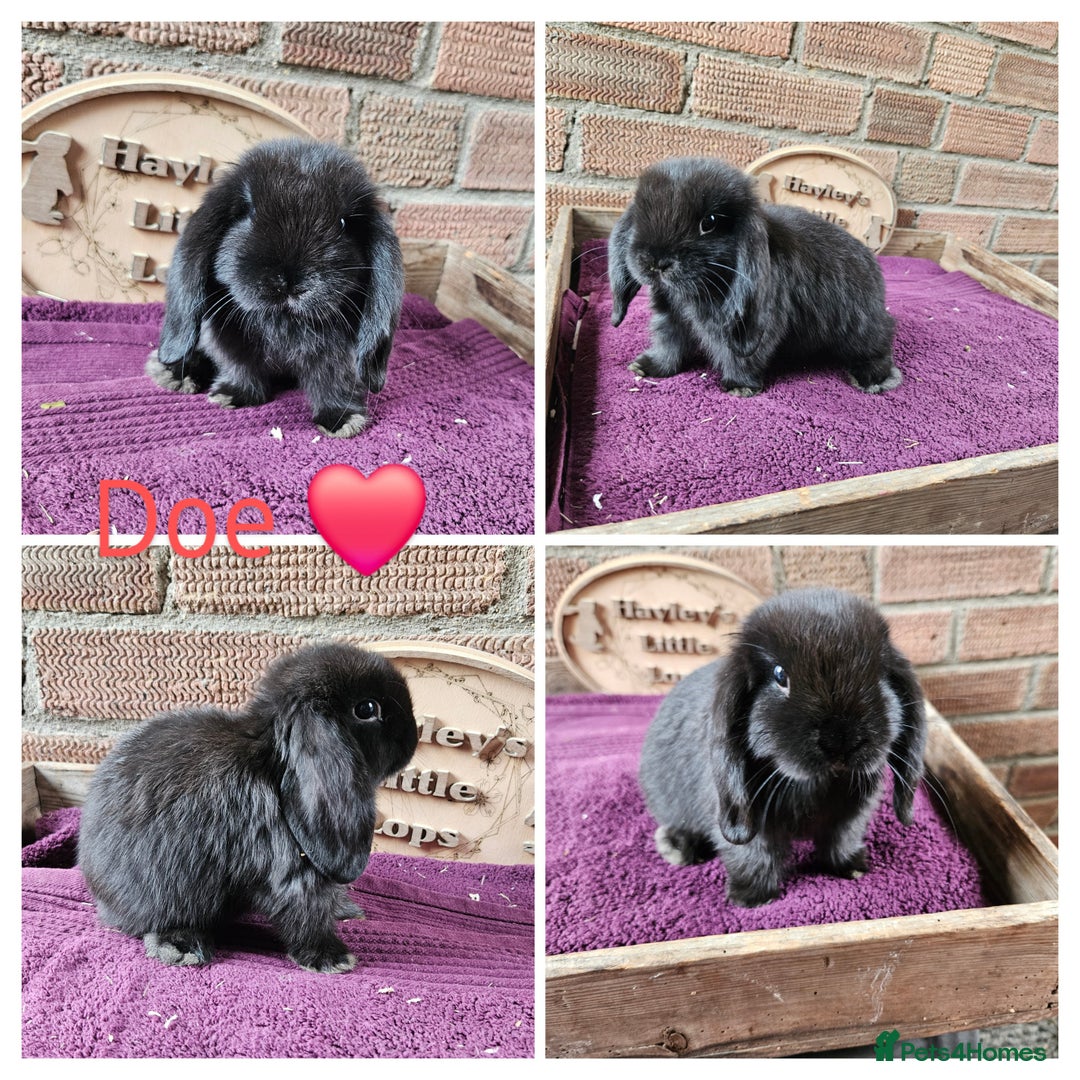 Mini Lop rabbits for sale: READY NOW Gorgeous pure breed mini lops  - Image 2