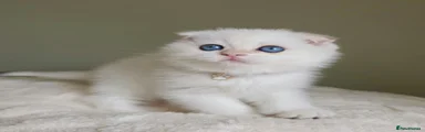 Scottish Fold Boy