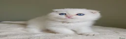 Scottish Fold cats for sale: ⭐️ Top Quality Scottish Fold Kittens ⭐️ - Advert 19