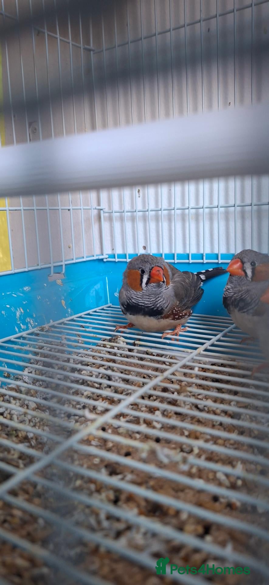 Finches birds Zebra Finches - Advert 1