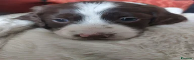 Dav