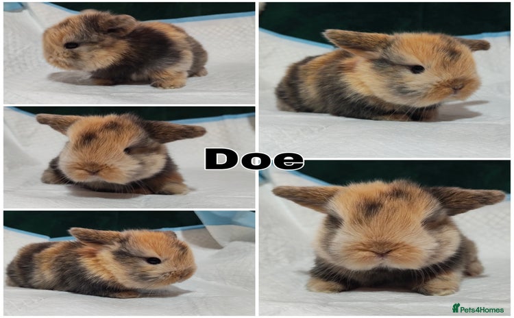 Mini Lop rabbits - Advert 14