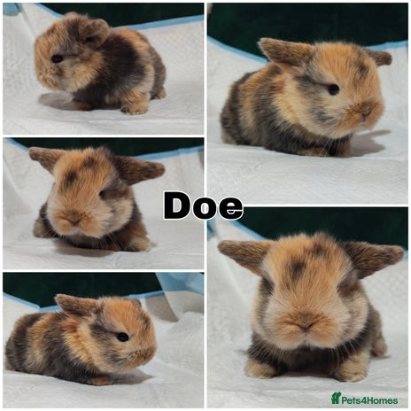 Mini Lop rabbits - Advert 5