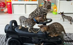 Bengal cats for sale: 12 Bengal Cubs Ready for Their Forever Home - Image 7
