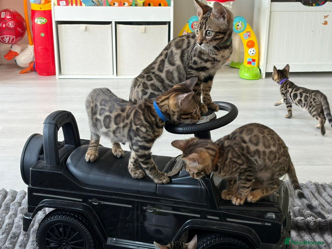 Bengal cats for sale: 12 Bengal Cubs Ready for Their Forever Home - Image 7