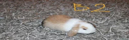 Mini Lop rabbits for sale: Mini Lop babies x 3 - Advert 12