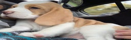 Beagle dogs for sale: Adorable Male Beagle - Advert 1