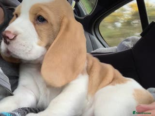 Beagle dogs Adorable Male Beagle - Advert 2