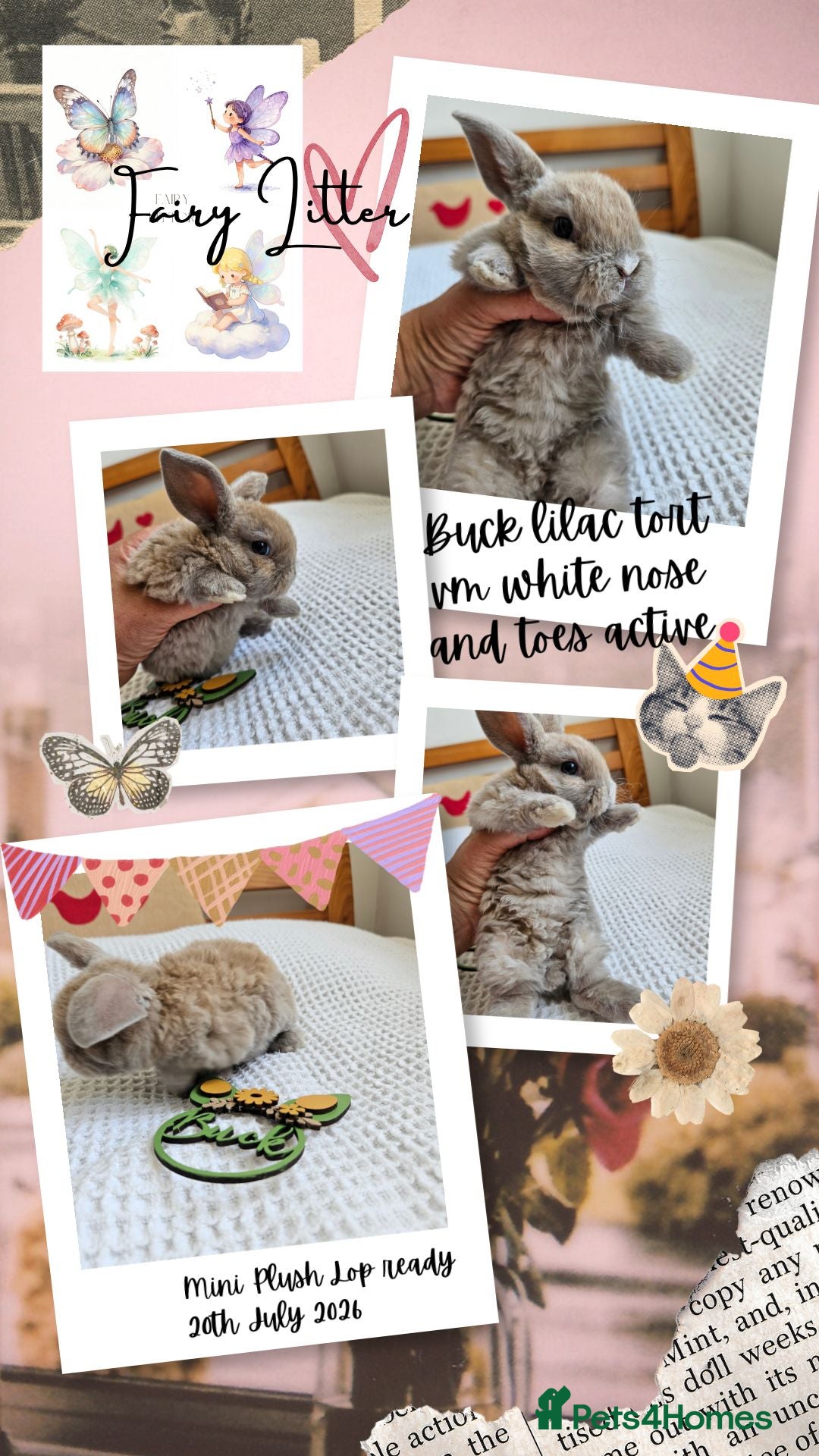 Mini Lop rabbits Mini Plush Lop Fairy Litter  - Suffolk - Advert 1