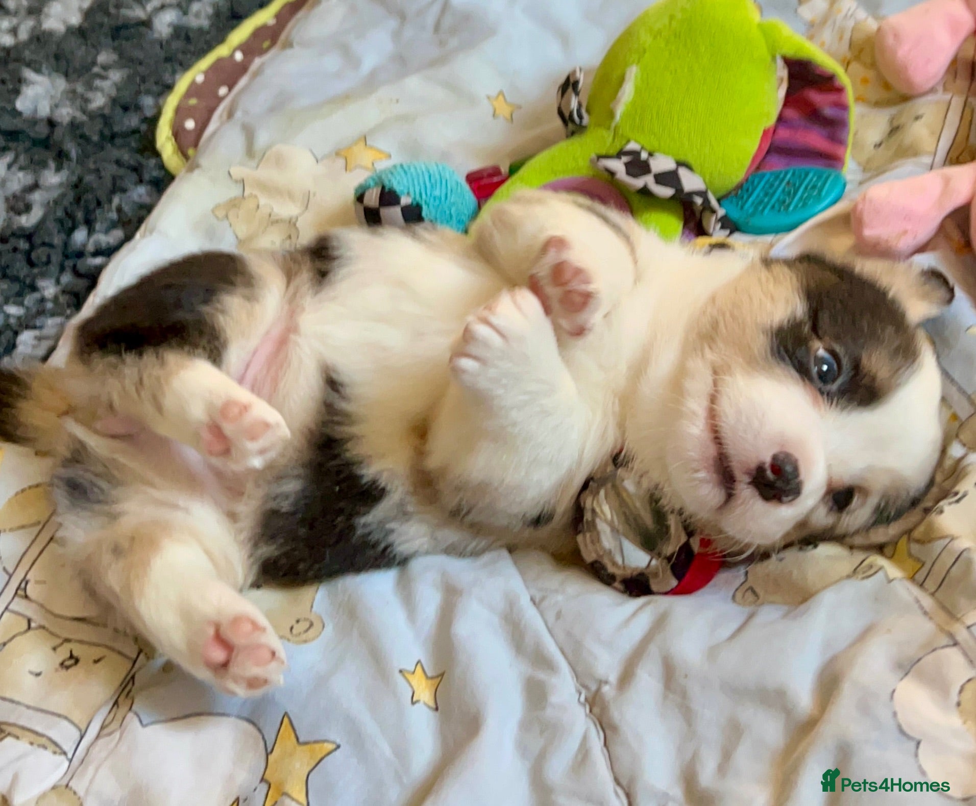 Welsh Corgi Cardigan dogs Quality KC Pedigree Corgi Cardigan Puppies - Advert 1