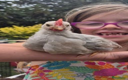 Chickens poultry for sale: Isabella leghorn cockerel - Image 2