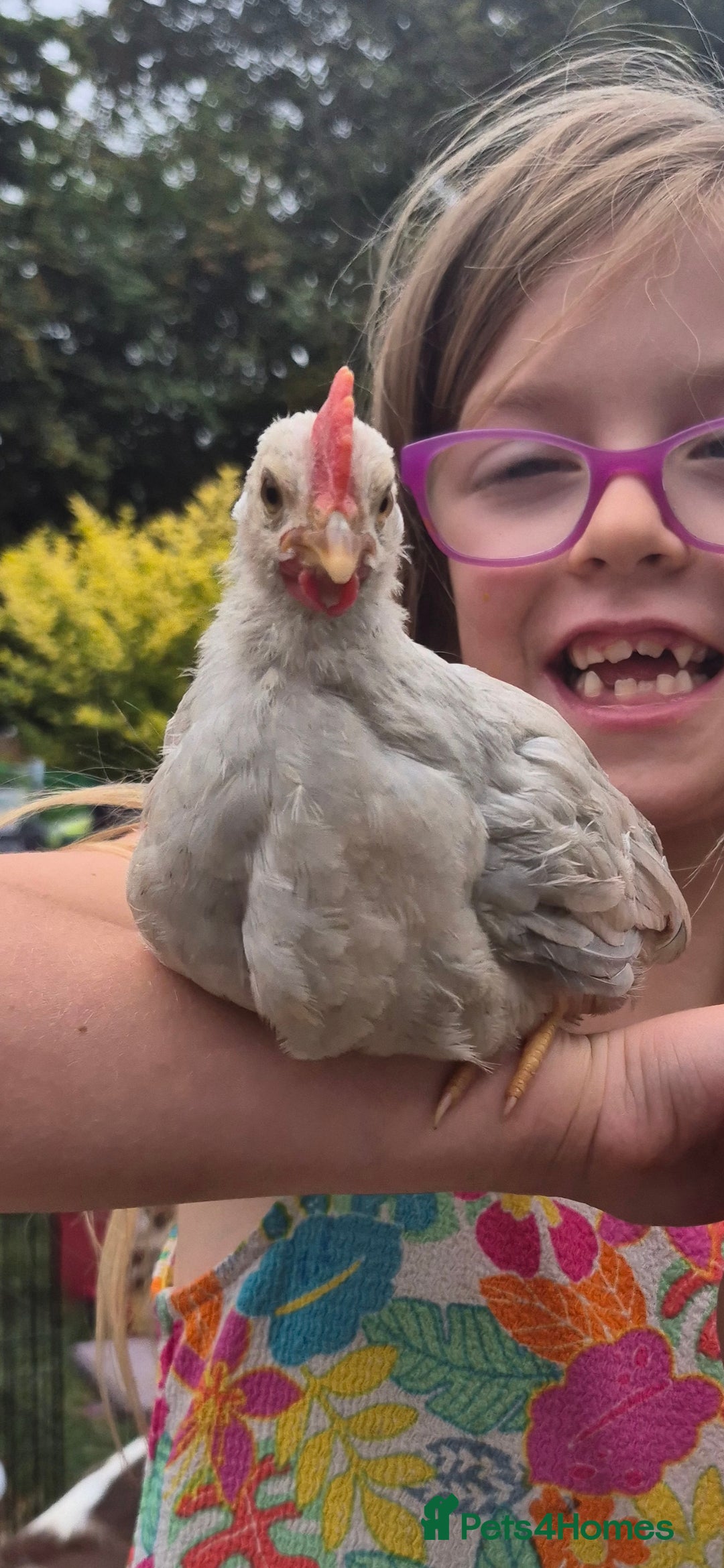 Chickens poultry for sale: Isabella leghorn cockerel - Image 2