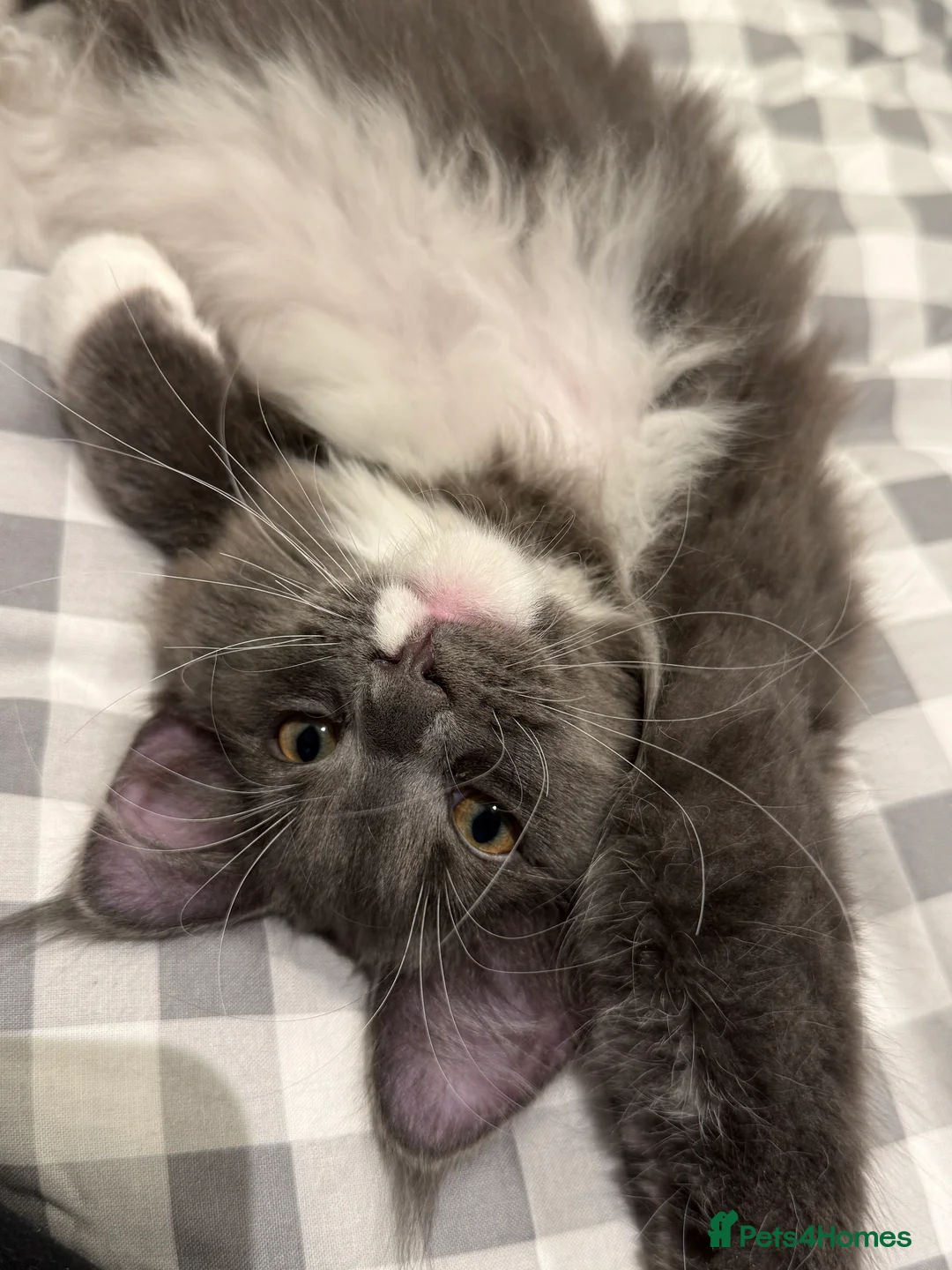 Maine Coon cats for sale: Beautiful GCCF registered Maine coon Kittens  - Advert 29