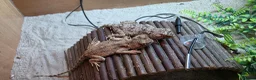 Lizard reptiles for sale: pair of desert agamas - Advert 3