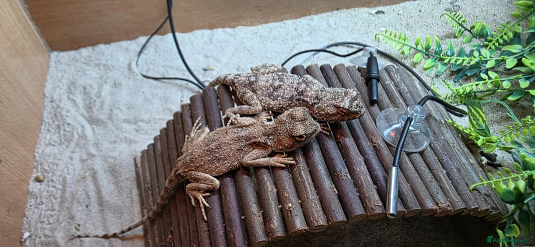 Lizard reptiles for sale: pair of desert agamas - Advert 3