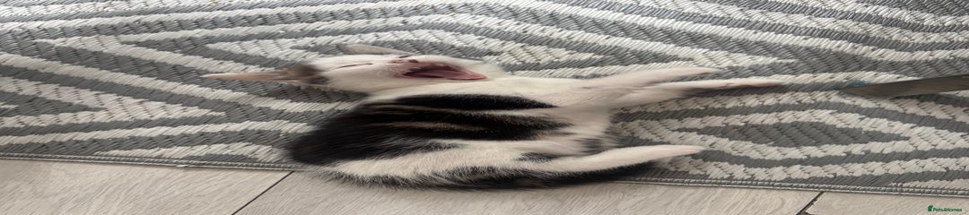 Max