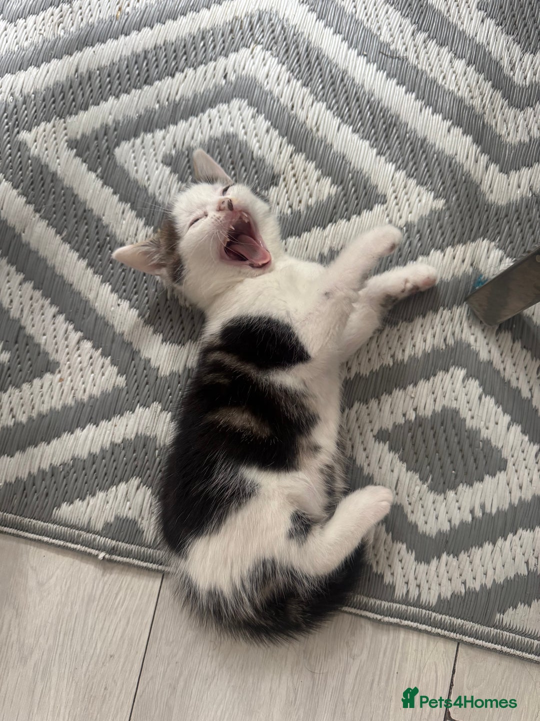Domestic Shorthair cats for sale: Unique & Precious Kittens Seeking Forever Homes - Image 6