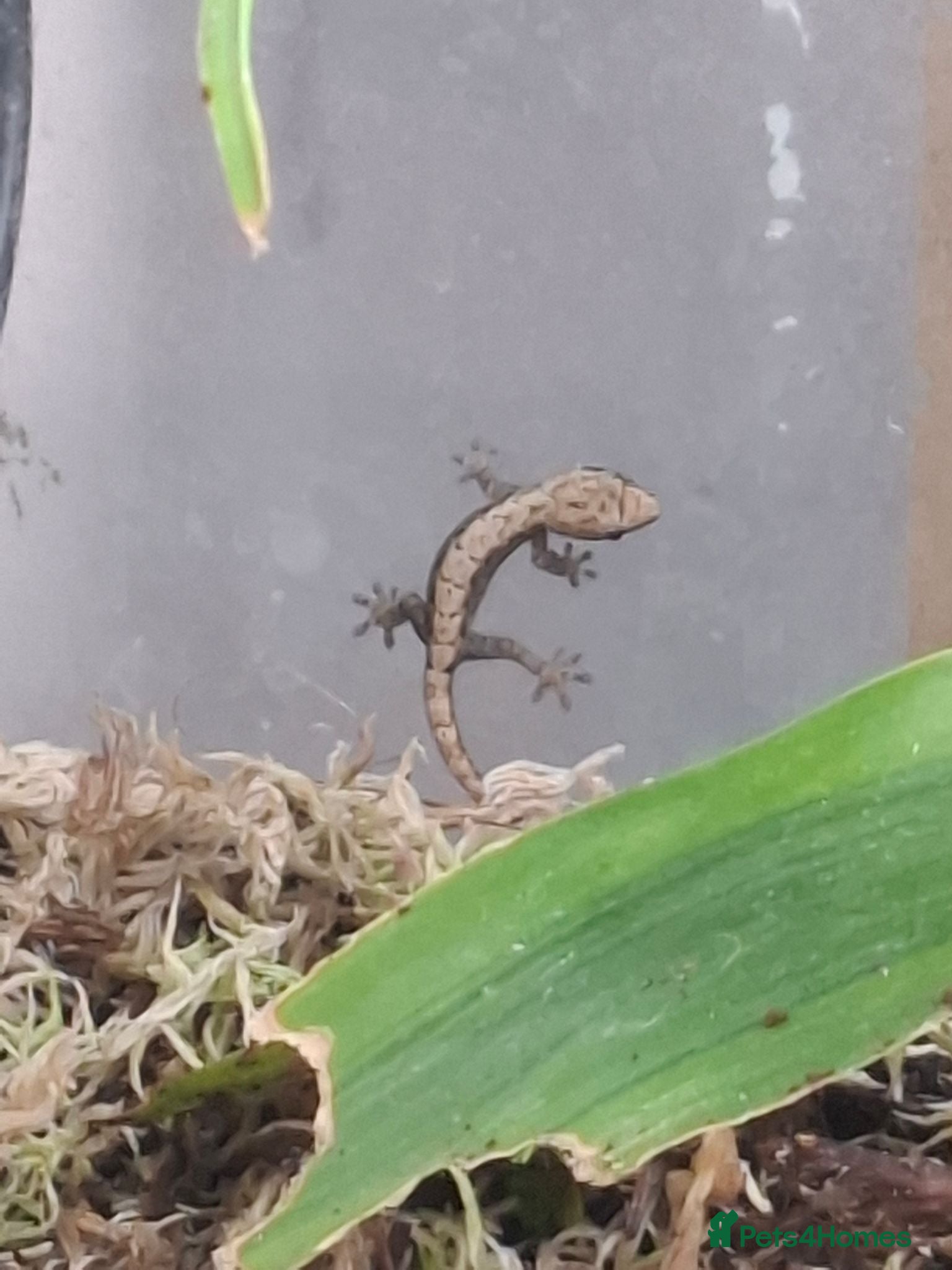 Gecko reptiles Baby Mourning geckos and Isopods for sale - Advert 1
