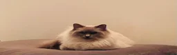 Ragdoll cats for stud: GCCF Proven Stud carrying chocolate in Glasgow - Advert 22
