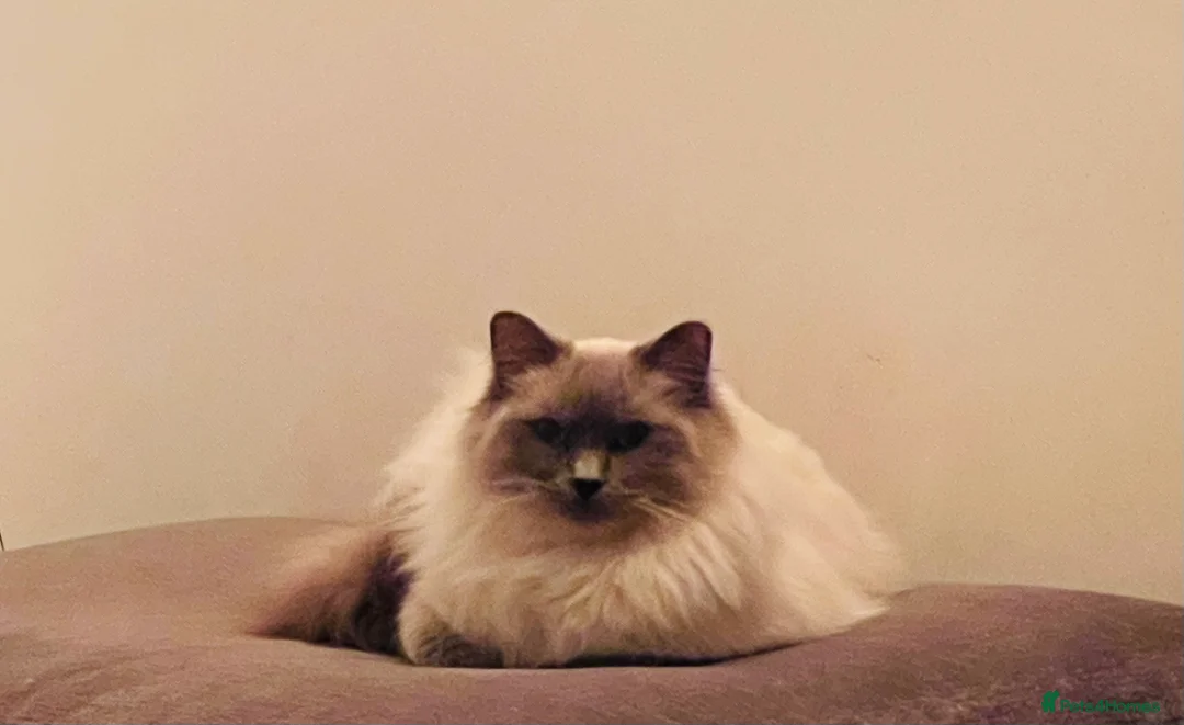 Ragdoll cats for stud: GCCF Proven Stud carrying chocolate in Glasgow - Advert 22