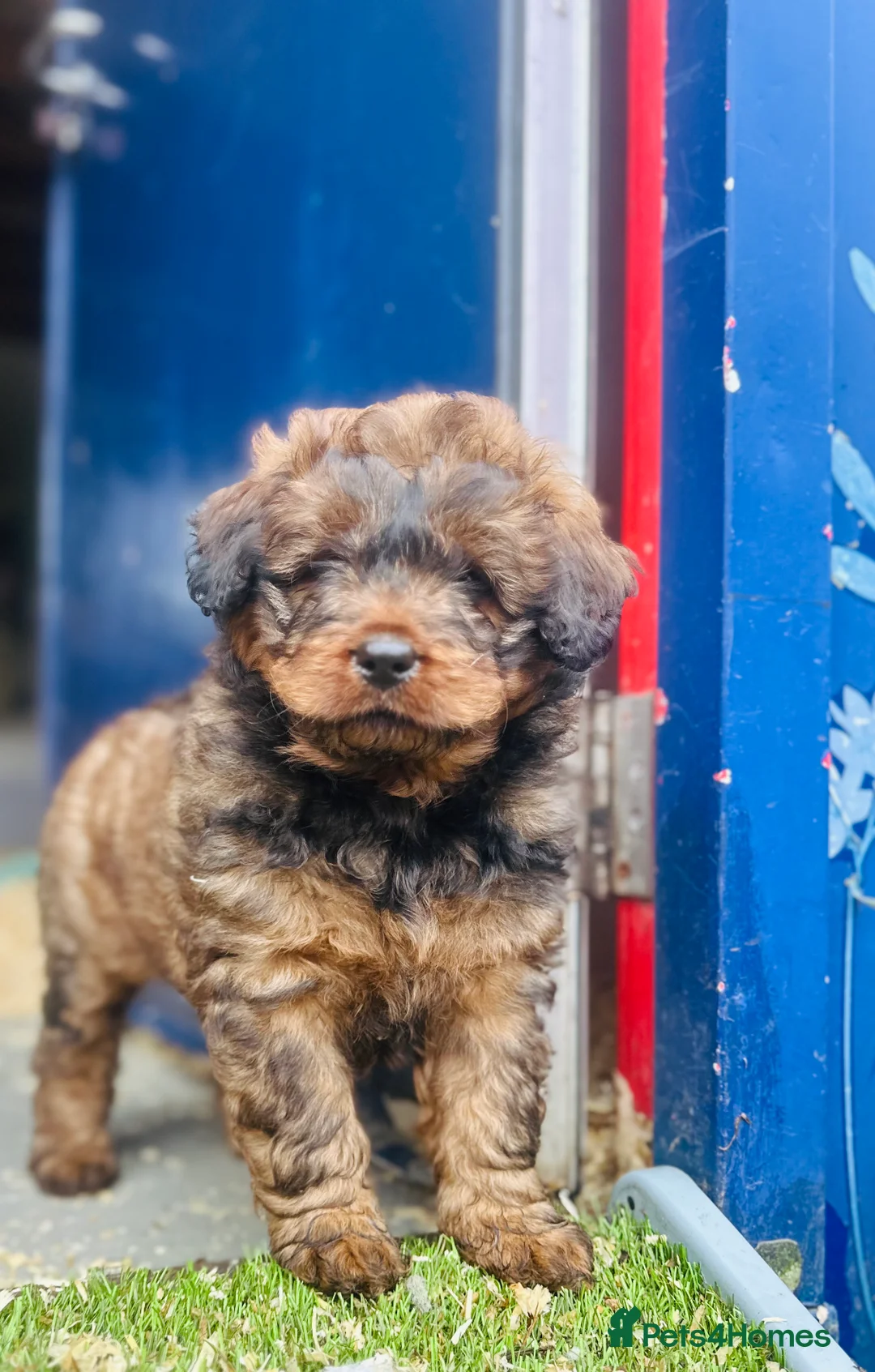 Mixed Breed dogs for sale: Wow real life teddy bears 🧸  - Advert 11