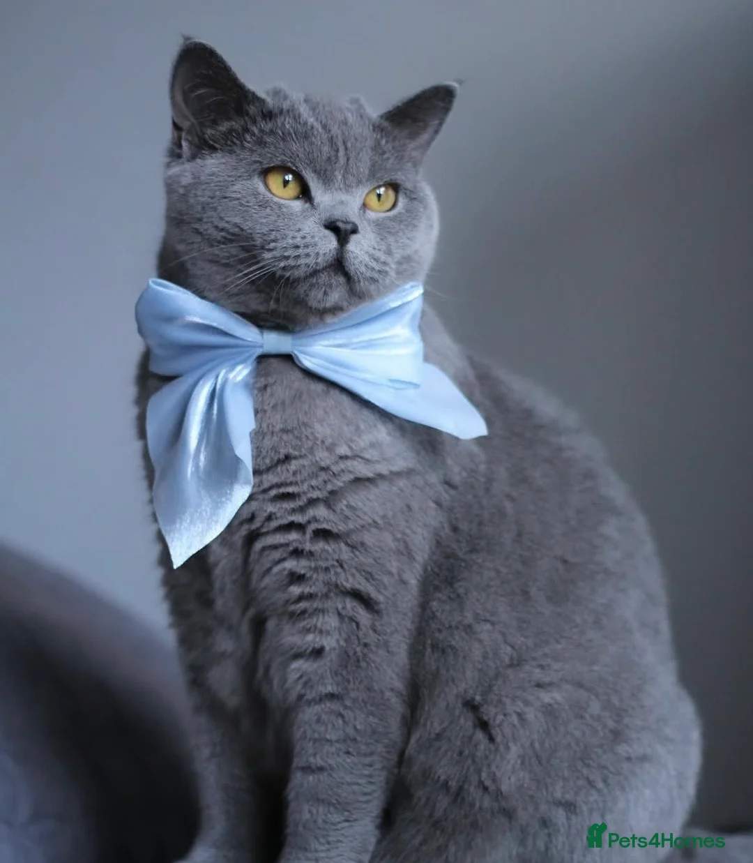 Ragdoll cats for sale: Beautiful Ragdoll and Britishshorthair girls.  in Northolt - Advert 6