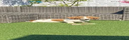 Miniature Dachshund dogs for sale: Miniature long haired dachshund  in Wigan - Advert 2
