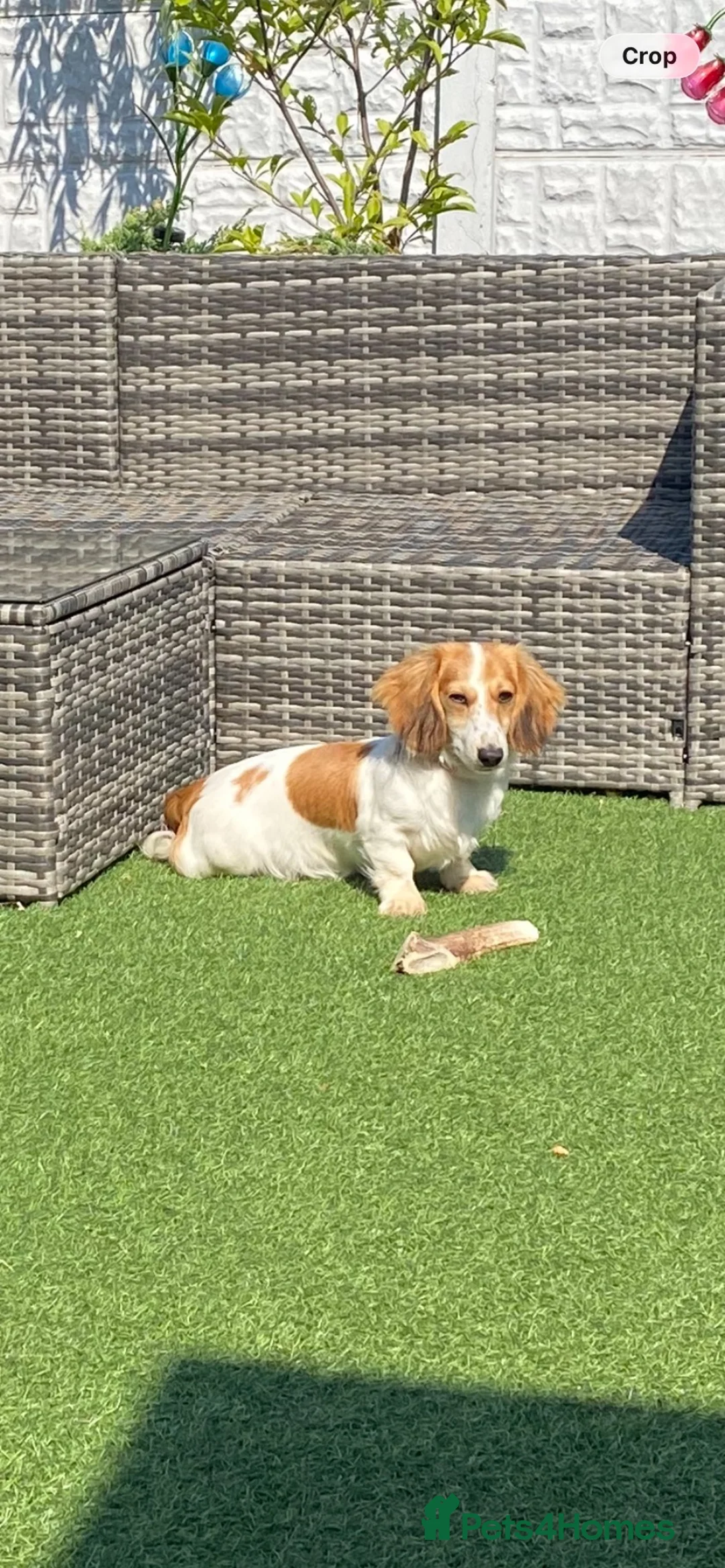 Miniature Dachshund dogs for sale: Miniature long haired dachshund  in Wigan - Advert 2