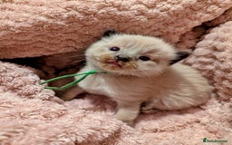 Ragdoll cats for sale:  Beautiful Mink Seal ragdolls - Image 6