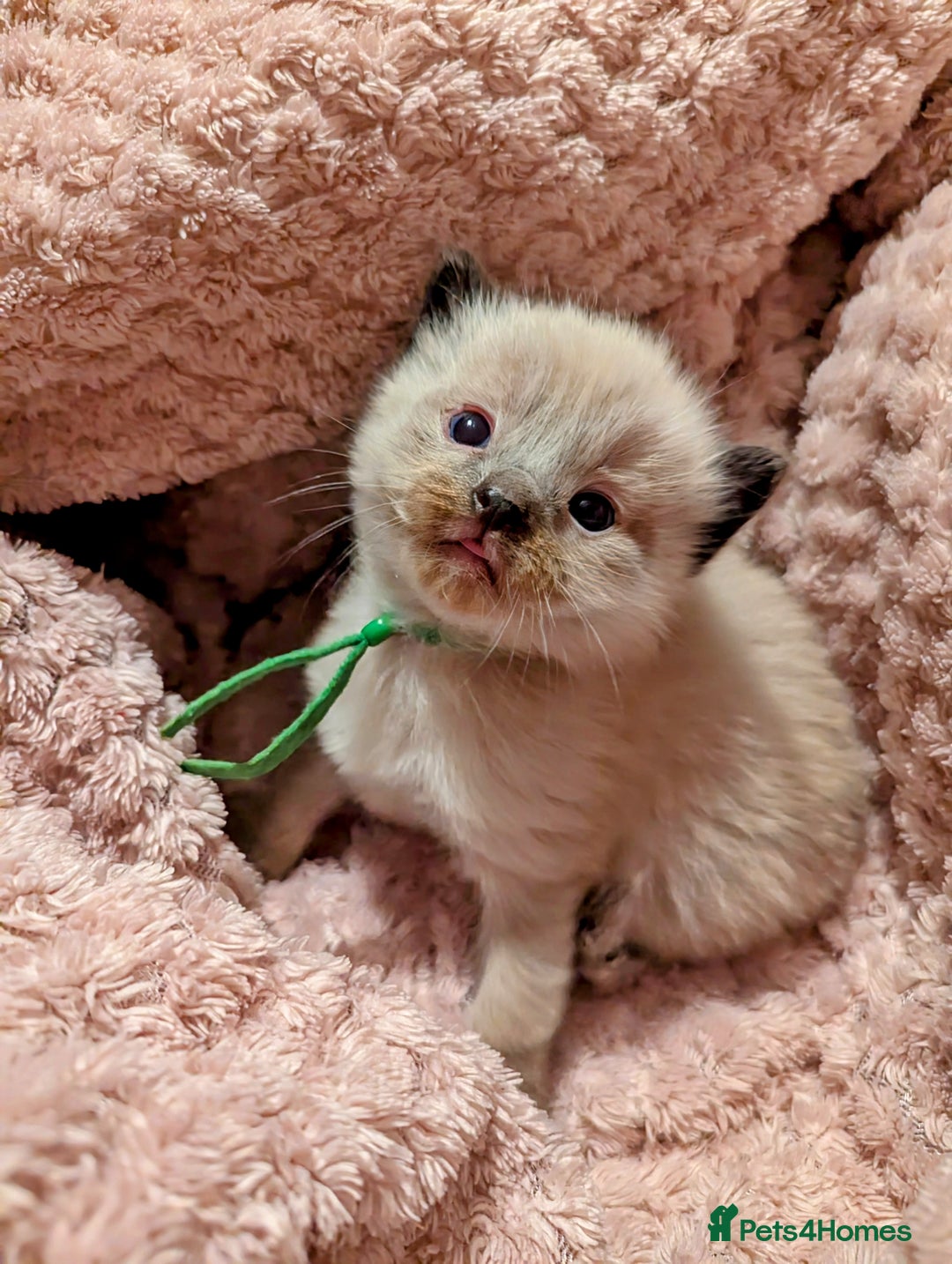 Ragdoll cats for sale:  Beautiful Mink Seal ragdolls - Image 6