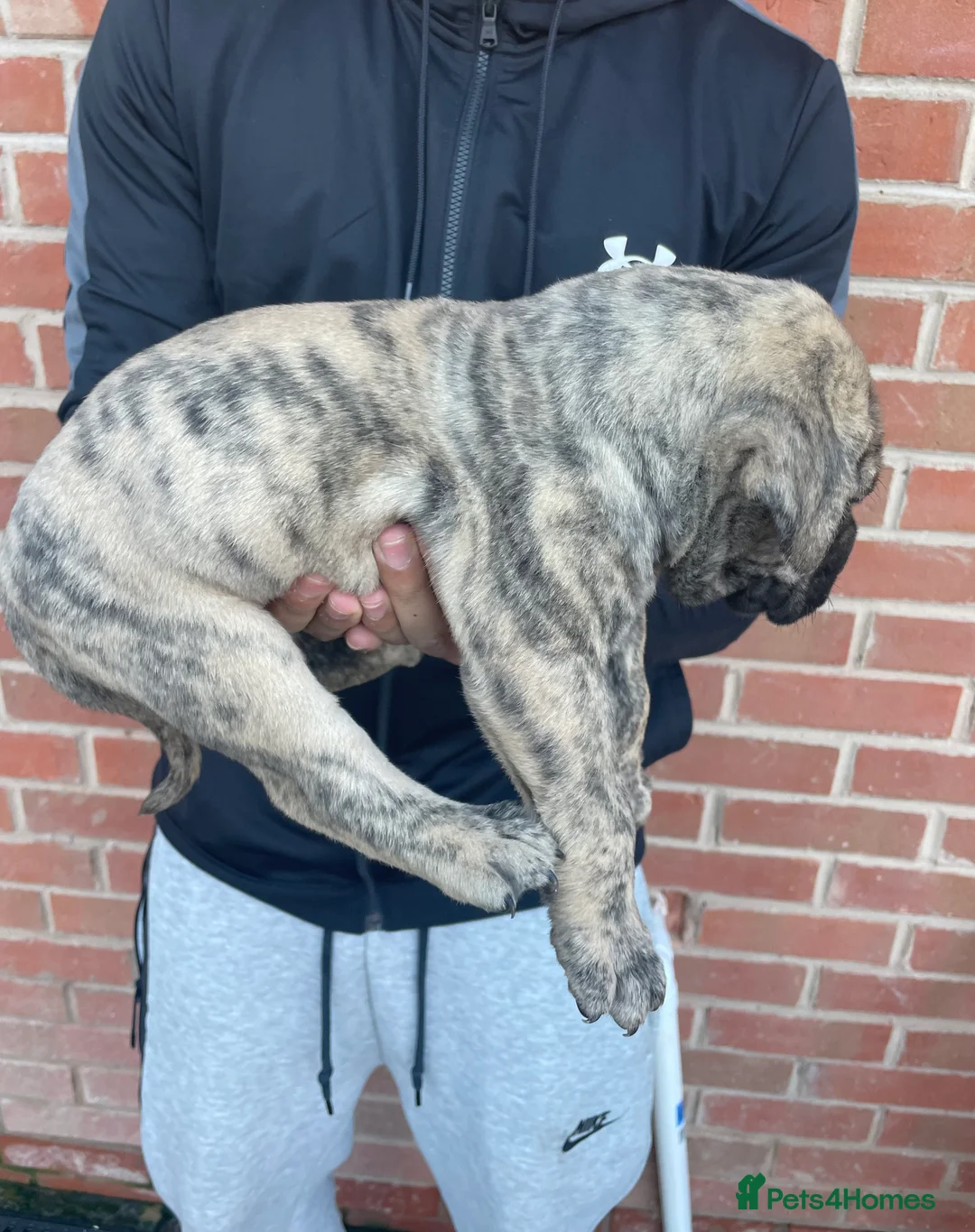 Presa Canario dogs for sale: Presa Canario Puppies Spanish x Serbian Imports - Advert 7