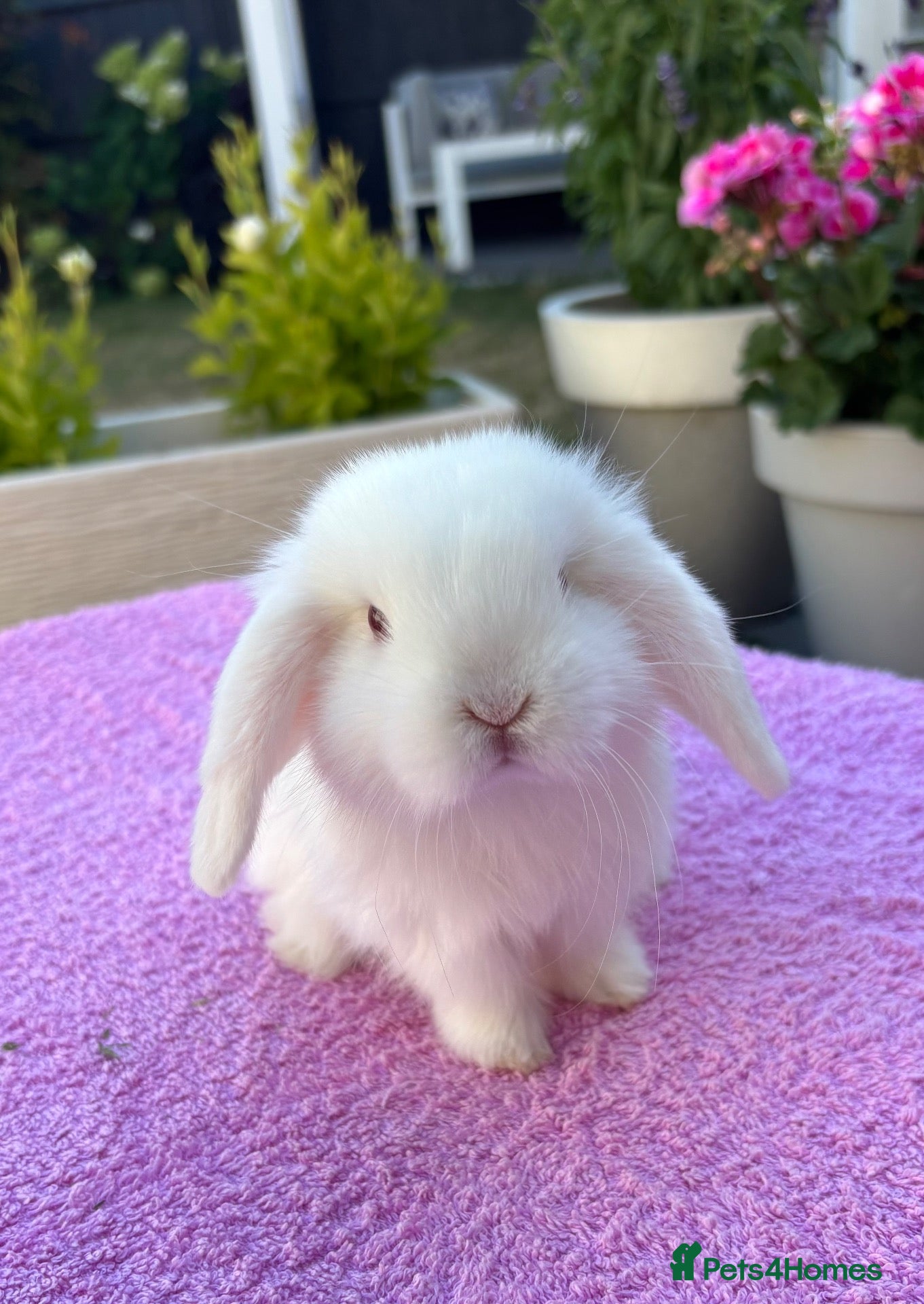 Mini Lop rabbits Gorgeous Pure Bred Baby Mini Lops - Advert 1